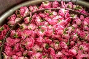 rose water ingredients. Just roses