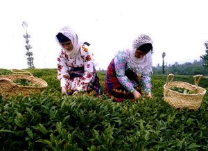 gilan tea farm