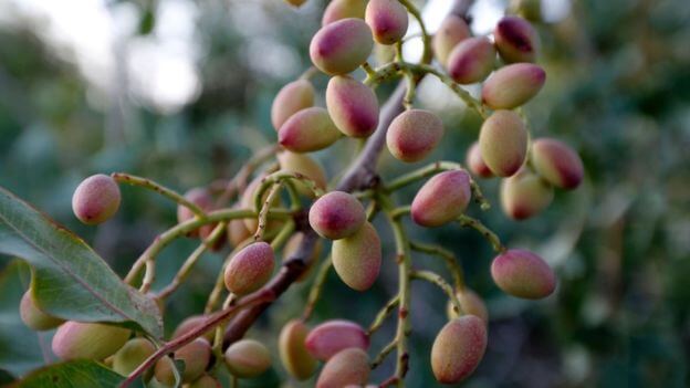 pistachio - The US and Iranian battle over the pistachio nut trade