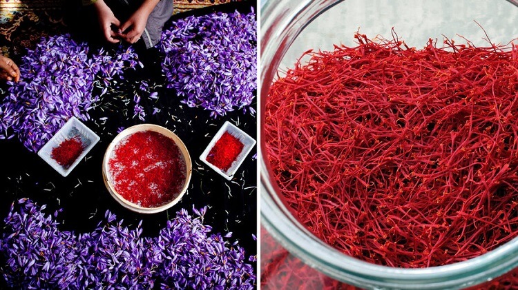 saffron - Saffron, the king of spices: An overview (Part1)