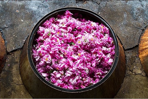 iranian rosewater rosewater - THE WORLD&#8217;S BEST ROSEWATER COMES FROM IRAN
