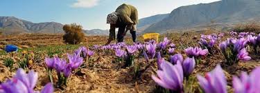 images iranian saffron