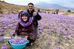 Iranian Farmers Start Harvesting Saffron 20