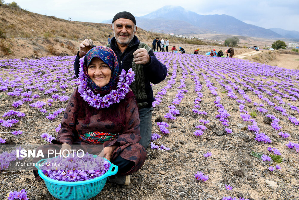 Iranian Farmers Start Harvesting Saffron 20 saffron