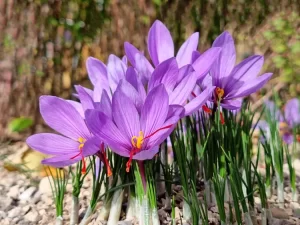 saffron crocus 7557717 1f5e3248a3d5498fb009f377b1390820