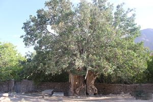 درخت کهنسال روستای اودرج رفسنجان