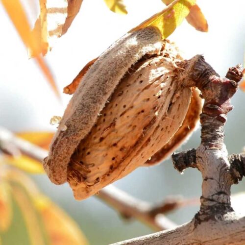 Monterey Almond